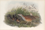 Crex pratensis.  Land-Rail, or Corn Crake.