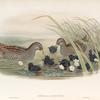 Porzana maruetta.  Spotted Crake.