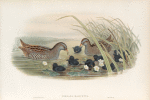 Porzana maruetta.  Spotted Crake.