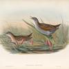 Porzana minuta. Olivaceous Crake.
