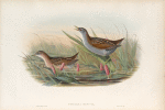 Porzana minuta. Olivaceous Crake.