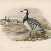 Bernicla leucopsis.