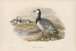 Bernicla leucopsis.