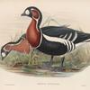 Bernicla ruficollis. Red-breasted Goose.