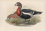 Bernicla ruficollis. Red-breasted Goose.