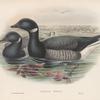 Bernicla brenta. Brent Goose.