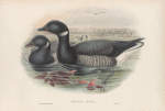 Bernicla brenta. Brent Goose.