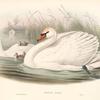 Cygnus olor. Mute Swan.