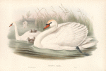 Cygnus olor. Mute Swan.