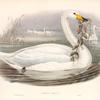 Cygnus ferus. Wild Swan, or Whooper.