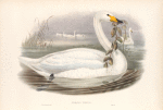 Cygnus ferus. Wild Swan, or Whooper.