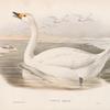 Cygnus minor. Bewick's Swan.