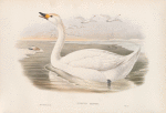Cygnus minor. Bewick's Swan.