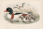 Tadorna vulpanser. Sheldrake.