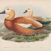 Casarca rutila. Ruddy Sheldrake.