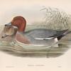 Mareca penelope. Widgeon.
