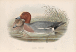 Mareca penelope. Widgeon.