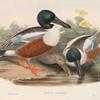 Spatula clypeata. Shoveller Duck.