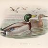 Anas boschas. Mallard, or Wild Duck.