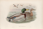 Anas boschas. Mallard, or Wild Duck.