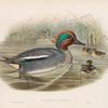 Querquedula crecca.  Teal.