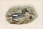 Querquedula crecca.  Teal.
