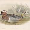 Querquedula circia.  Garganey.