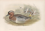 Querquedula circia.  Garganey.