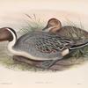 Dafila acuta. Pin-tailed Duck.