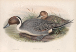 Dafila acuta. Pin-tailed Duck.