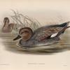Chaulelasmus strepera. Gadwall.