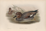 Chaulelasmus strepera. Gadwall.