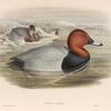 Nyroca ferina. Pochard.