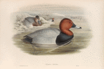 Nyroca ferina. Pochard.
