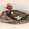 Branta rufina.  Red-crested Duck.