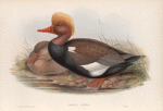 Branta rufina.  Red-crested Duck.
