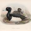 Fuligula cristata. Tufted Duck.