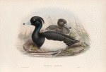 Fuligula cristata. Tufted Duck.