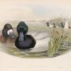Fuligula marila. Scaup Duck.