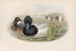 Fuligula marila. Scaup Duck.