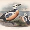 Eniconetta Stelleri. Steller's Duck.
