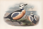 Eniconetta Stelleri. Steller's Duck.