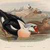 Somateria spectabilis. King Duck.