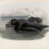 Oidemia nigra. Scoter.