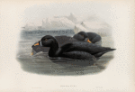 Oidemia nigra. Scoter.