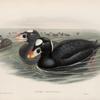 Oidemia perspicillata. Surf Scoter.