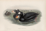 Oidemia perspicillata. Surf Scoter.