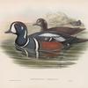 Histrionicus torquatus. Harlequin Duck.