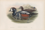 Histrionicus torquatus. Harlequin Duck.