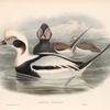Harelda glacialis. Long-tailed Duck.
